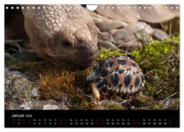 Produktbild: Landschildkr&ouml;ten (Wandkalender 2026 DIN A4 quer), CALVENDO Monatskalender