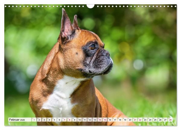 Produktbild: Kleine Helden - Franz&ouml;sische Bulldoggen (Wandkalender 2026 DIN A3 quer), CALVENDO Monatskalender