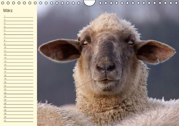 Produktbild: Der wollige Geburtstagskalender (Wandkalender immerw&auml;hrend DIN A4 quer)