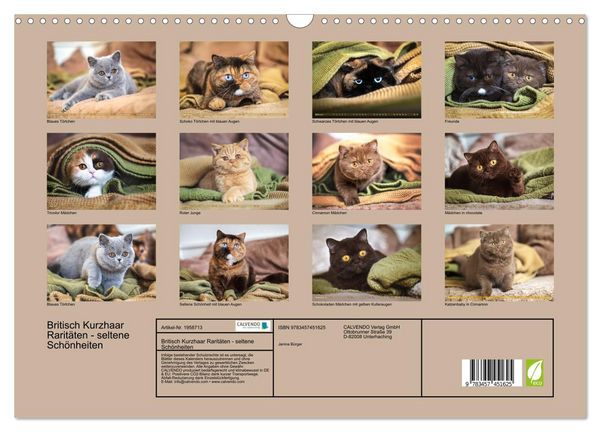 Produktbild: Britisch Kurzhaar Rarit&auml;ten - seltene Sch&ouml;nheiten (Wandkalender 2026 DIN A3 quer), CALVENDO Monatskalender