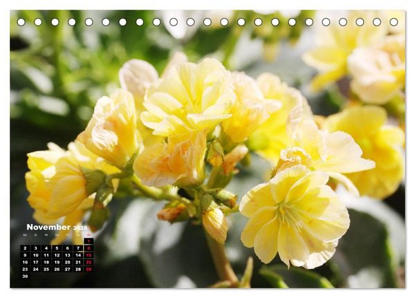 Produktbild: Lewisia, das Porzellanr&ouml;schen (Tischkalender 2026 DIN A5 quer), CALVENDO Monatskalender