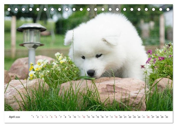 Produktbild: Samojeden Welpen (Tischkalender 2026 DIN A5 quer), CALVENDO Monatskalender