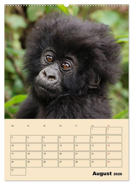 Produktbild: Gorillas (Wandkalender 2026 DIN A2 hoch), CALVENDO Monatskalender