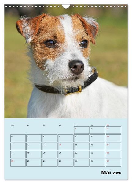 Produktbild: Familienplaner Jack und Parson Russell Terrier (Wandkalender 2026 DIN A3 hoch), CALVENDO Monatskalender