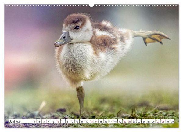 Produktbild: Flauschige Momente! Enten- und G&auml;nsek&uuml;ken im Jahreslauf (Wandkalender 2026 DIN A2 quer), CALVENDO Monatskalender