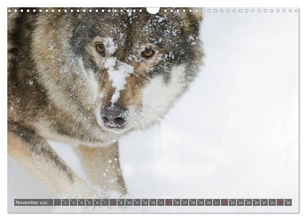 Produktbild: Meister Isegrim (Wandkalender 2026 DIN A3 quer), CALVENDO Monatskalender