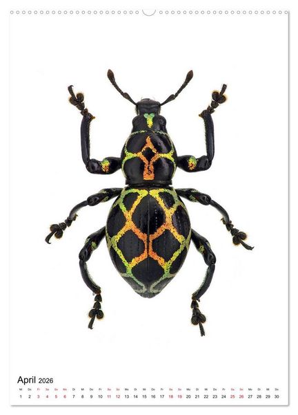 Produktbild: Die sch&ouml;nsten Insekten (Wandkalender 2026 DIN A2 hoch), CALVENDO Monatskalender