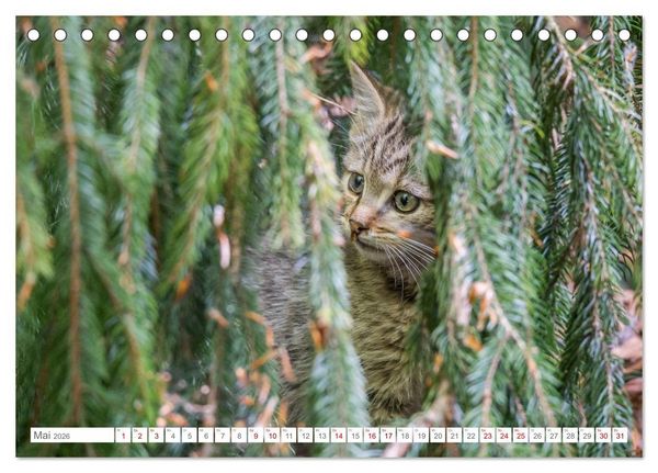 Produktbild: Wildkatzen - die anmutigsten Raubiere in Europa. (Tischkalender 2026 DIN A5 quer), CALVENDO Monatskalender