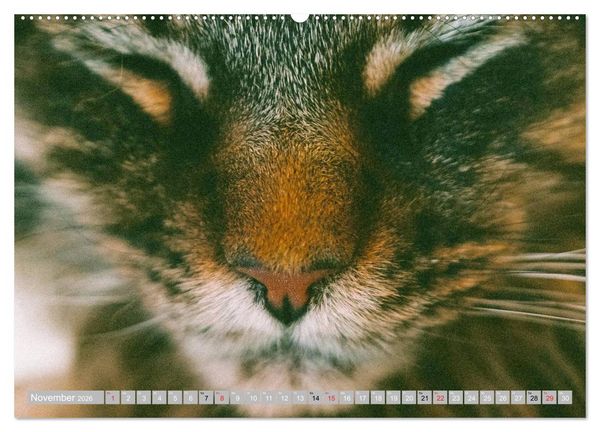 Produktbild: Katzen Pers&ouml;nlichkeiten 2026 (hochwertiger Premium Wandkalender 2026 DIN A2 quer), Kunstdruck in Hochglanz