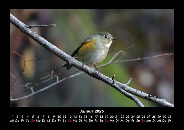 Produktbild: Tiere in der Wildnis 2025 Fotokalender DIN A3