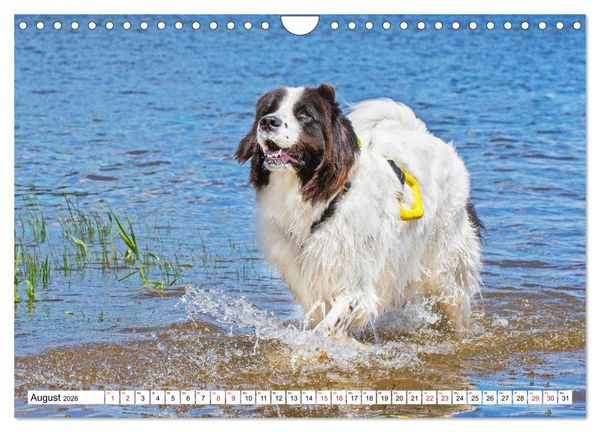Produktbild: Traumhund Landseer (Wandkalender 2026 DIN A4 quer), CALVENDO Monatskalender