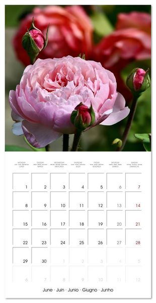 Produktbild: LE PARFUM ENVO&Ucirc;TANT DES ROSES (Calendrier mural carr&eacute; 2026 30x30 cm) Calendrier double avec une page pour vos prises de notes