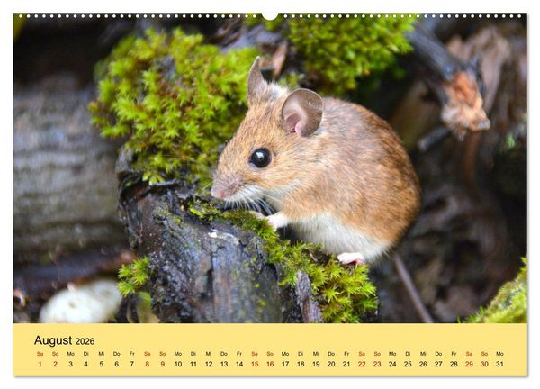 Produktbild: ... hier kommt die Maus ... (hochwertiger Premium Wandkalender 2026 DIN A2 quer), Kunstdruck in Hochglanz