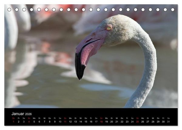 Produktbild: Flamingos der Camargue 2026 (Tischkalender 2026 DIN A5 quer), CALVENDO Monatskalender