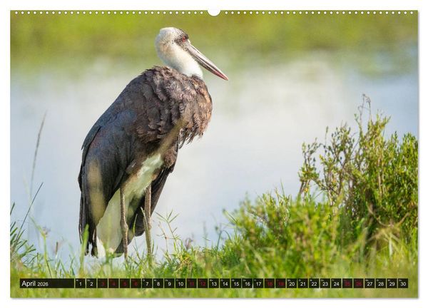Produktbild: Safari Afrika (hochwertiger Premium Wandkalender 2026 DIN A2 quer), Kunstdruck in Hochglanz