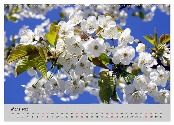 Produktbild: Blumen &uuml;berall, zur Freude Menschen (Wandkalender 2026 DIN A2 quer), CALVENDO Monatskalender