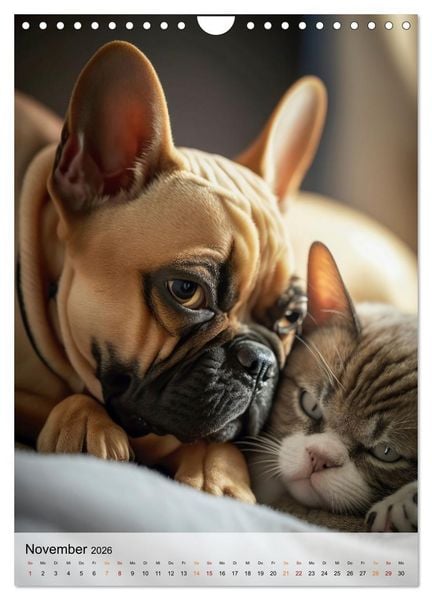 Produktbild: Franz&ouml;sische Bulldogge - ein Hund f&uuml;r die Familie (Wandkalender 2026 DIN A4 hoch), CALVENDO Monatskalender