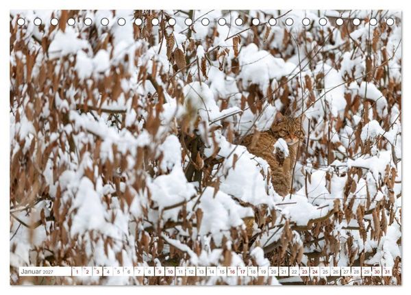 Produktbild: Wildkatzen - die anmutigsten Raubiere in Europa. (Tischkalender 2027 DIN A5 quer), CALVENDO Monatskalender
