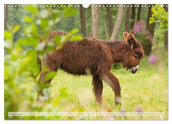 Produktbild: Zauberhafte Esel (Wandkalender 2026 DIN A3 quer), CALVENDO Monatskalender
