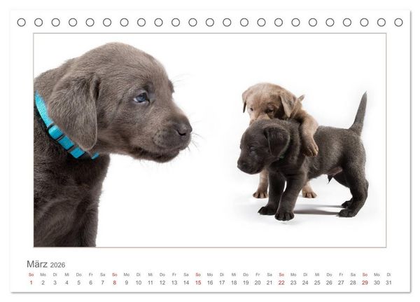 Produktbild: Labradorwelpen - Freunde f&uuml;rs Leben (Tischkalender 2026 DIN A5 quer), CALVENDO Monatskalender