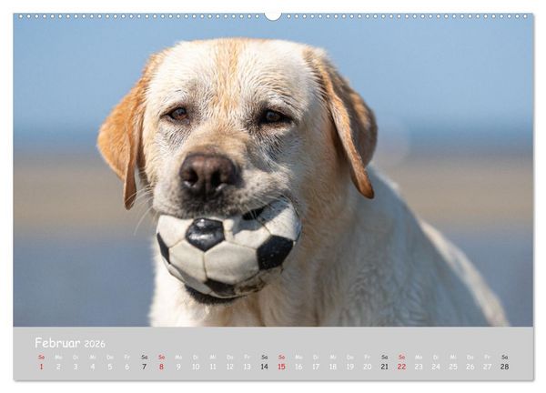 Produktbild: Liebenswerter Labrador 2026 (hochwertiger Premium Wandkalender 2026 DIN A2 quer), Kunstdruck in Hochglanz