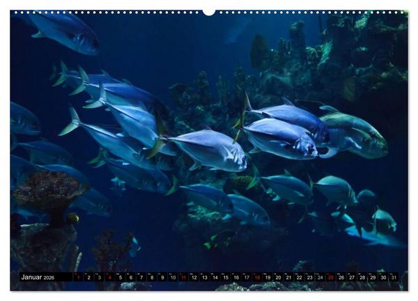 Produktbild: Fische und Meerestiere (hochwertiger Premium Wandkalender 2026 DIN A2 quer), Kunstdruck in Hochglanz