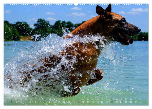 Produktbild: SPLASH - Hunde im Wasser (Wandkalender 2026 DIN A2 quer), CALVENDO Monatskalender