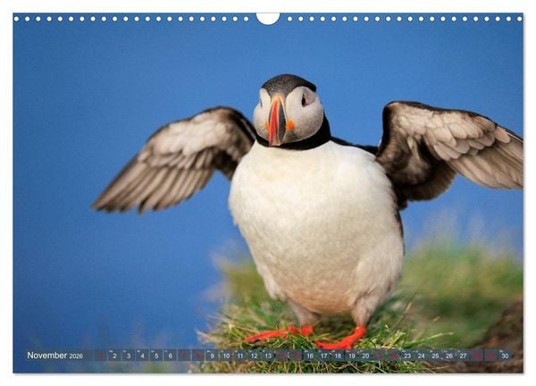 Produktbild: Puffins - Papageientaucher auf Island (Wandkalender 2026 DIN A3 quer), CALVENDO Monatskalender