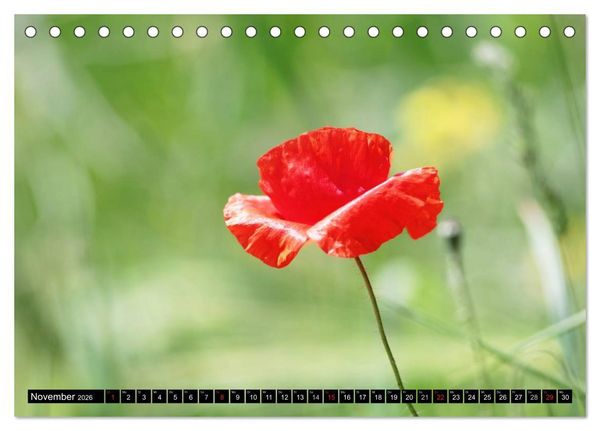 Produktbild: Mohnblumen (Tischkalender 2026 DIN A5 quer), CALVENDO Monatskalender