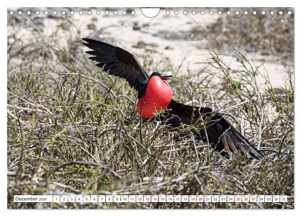Produktbild: Galapagos-Inseln - Ein Paradies f&uuml;r Tiere (Wandkalender 2026 DIN A4 quer), CALVENDO Monatskalender