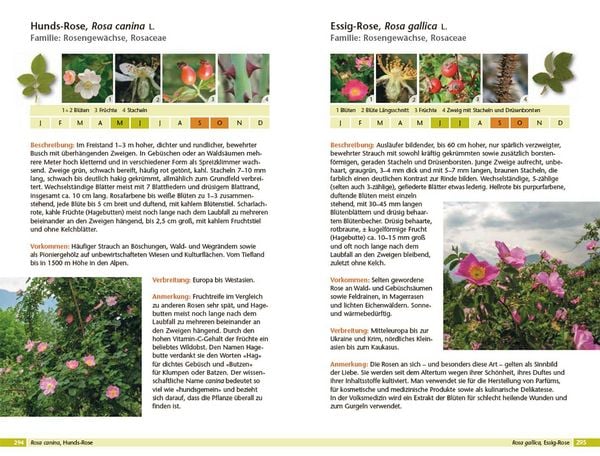 Produktbild: B&auml;ume bestimmen - Knospen, Bl&uuml;ten, Bl&auml;tter, Fr&uuml;chte