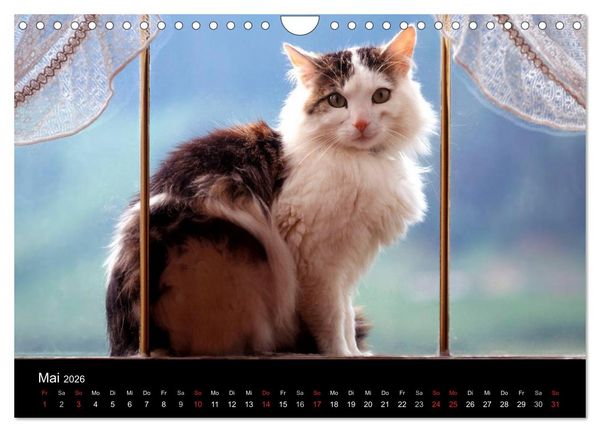 Produktbild: Katzen (Wandkalender 2026 DIN A4 quer), CALVENDO Monatskalender
