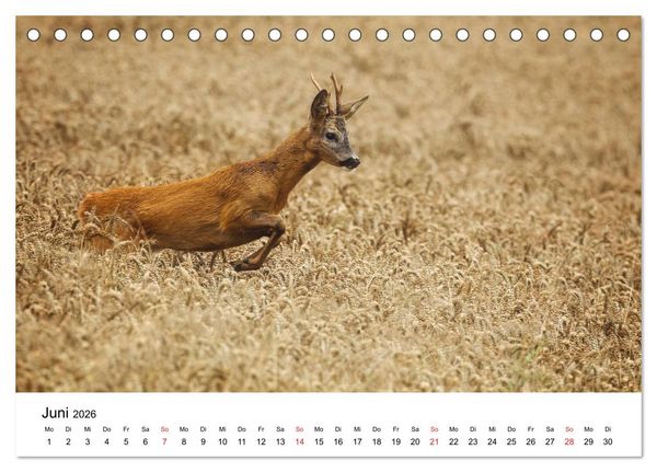 Produktbild: Unsere heimische Tierwelt (Tischkalender 2026 DIN A5 quer), CALVENDO Monatskalender