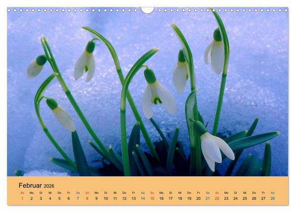 Produktbild: Wildblumen 2026 (Wandkalender 2026 DIN A3 quer), CALVENDO Monatskalender