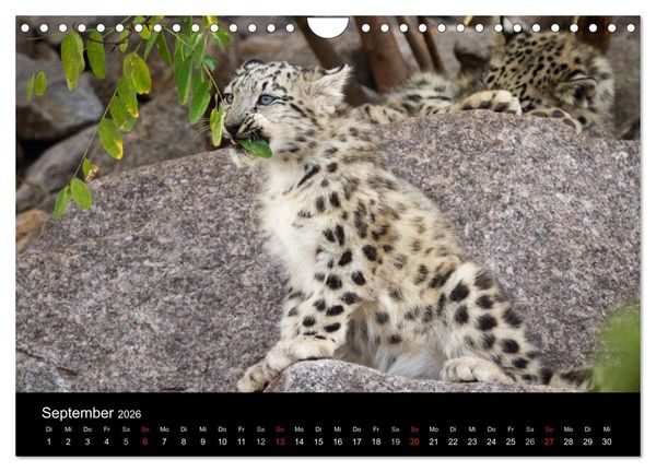 Produktbild: Schneeleoparden (Wandkalender 2026 DIN A4 quer), CALVENDO Monatskalender