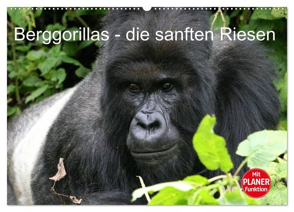 Produktbild: Berggorillas - die sanften Riesen (Wandkalender 2027 DIN A2 quer), CALVENDO Monatskalender