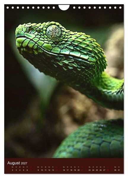 Produktbild: The Power Of Snake (Wandkalender 2027 DIN A4 hoch), CALVENDO Monatskalender