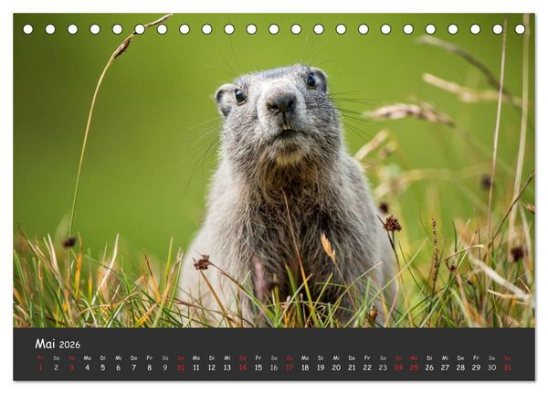 Produktbild: Am Gro&szlig;glockner (Tischkalender 2026 DIN A5 quer), CALVENDO Monatskalender