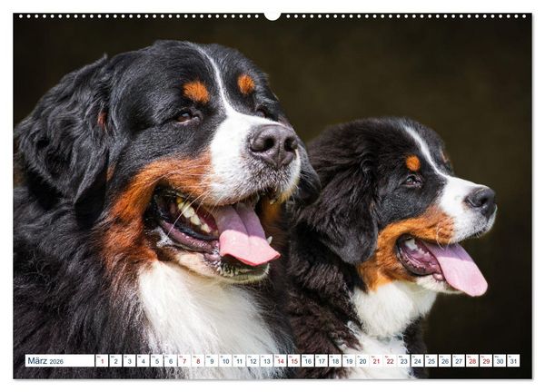 Produktbild: Berner Sennenhund - Ein Traum auf vier Pfoten (Wandkalender 2026 DIN A2 quer), CALVENDO Monatskalender