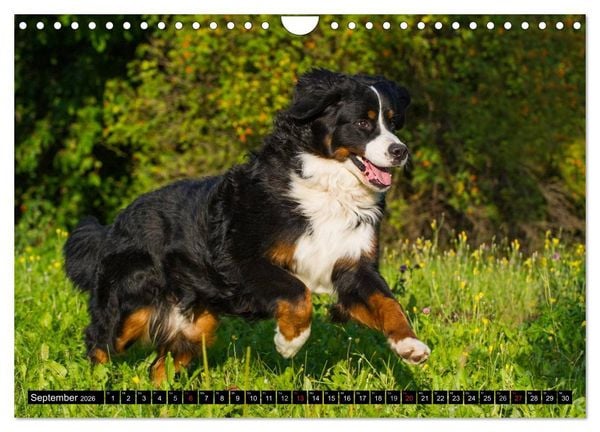 Produktbild: Berner Sennenhunde in Action (Wandkalender 2026 DIN A4 quer), CALVENDO Monatskalender