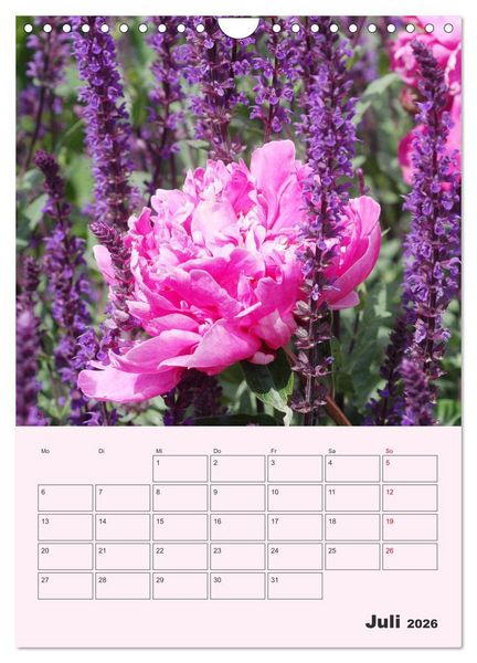 Produktbild: Pfingstrosen Rosen ohne Dornen (Wandkalender 2026 DIN A4 hoch), CALVENDO Monatskalender