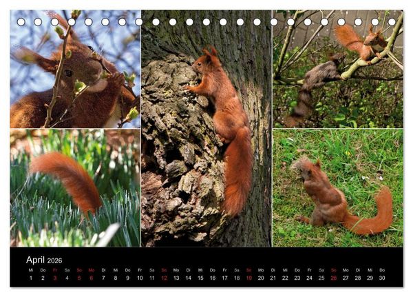Produktbild: Wilde Eichh&ouml;rnchenwelt! (Tischkalender 2026 DIN A5 quer), CALVENDO Monatskalender