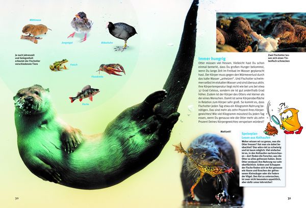 Produktbild: Entdecke die Otter