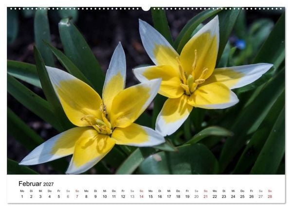 Produktbild: Paradies Naturgarten (Wandkalender 2027 DIN A2 quer), CALVENDO Monatskalender