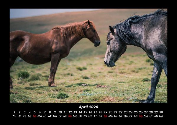 Produktbild: Die Welt der Pferde 2026 Fotokalender DIN A3