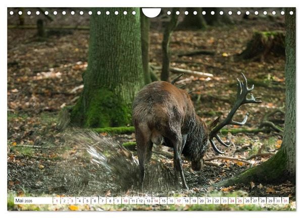 Produktbild: Emotionale Momente: Hirschbrunft (Wandkalender 2026 DIN A4 quer), CALVENDO Monatskalender