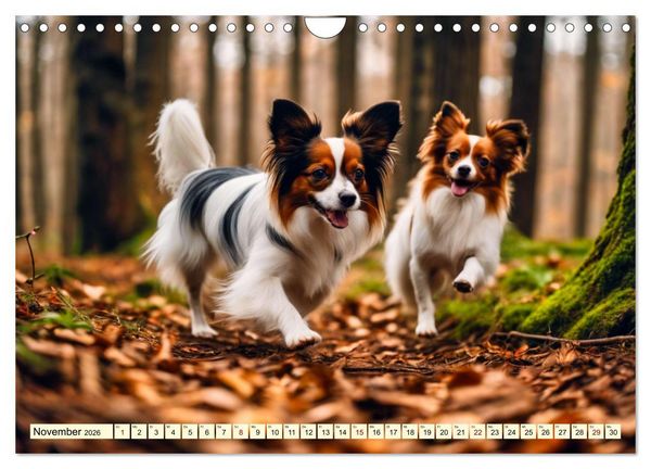 Produktbild: Papillon - bringt jedes Herz zum Schmelzen (Wandkalender 2026 DIN A4 quer), CALVENDO Monatskalender