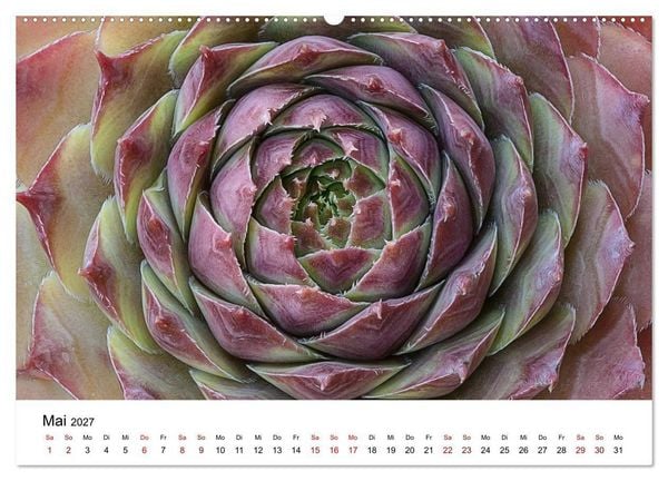 Produktbild: Sukkulenten Galerie (Wandkalender 2027 DIN A2 quer), CALVENDO Monatskalender