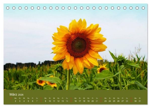 Produktbild: Sonnenblumen - die Blumen der Lebensfreude (Tischkalender 2026 DIN A5 quer), CALVENDO Monatskalender