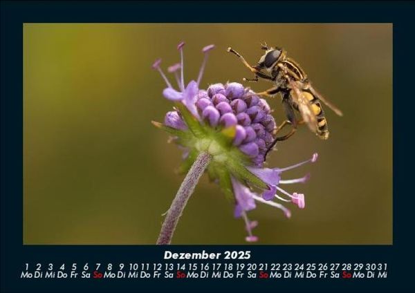 Produktbild: Bienen 2025 Fotokalender DIN A5